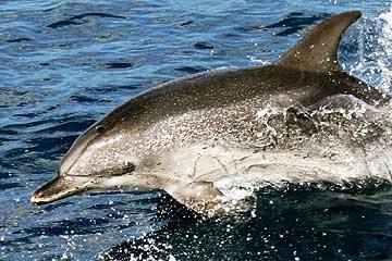 Atlantic spotted dolphins are found in the tropical and subtropical waters of the Atlantic Ocean, including the Florida coastline.