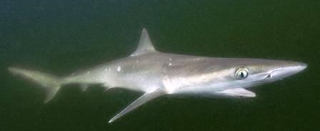 atlantic sharpnose shark found off the coast of Florida