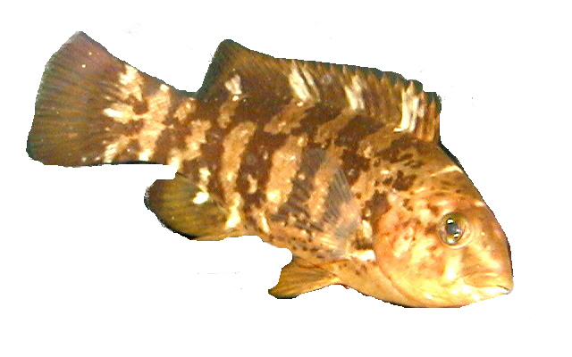 atlantic croaker saltwater florida fish