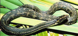 Atlantic salt marsh water snake found in Florida
