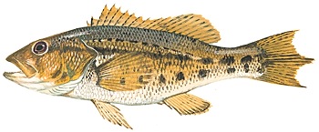 Bank sea bass, part of the grouper family of fish
