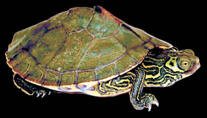 Barbour's map turtle in Florida