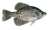 black crappie fish found in Florida rivers and lakes