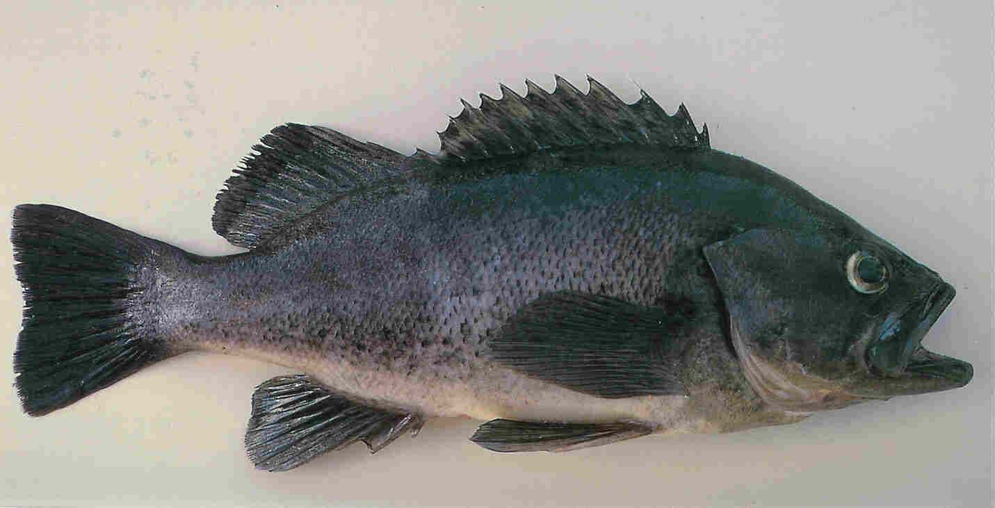 black sea bass, a member of the grouper family