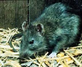 The Black Rat is omnivorous, eating seeds, nuts, vegetables, fruits, insects and invertebrates. 