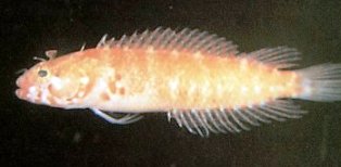 Key Blenny fish found only in the Florida Keys