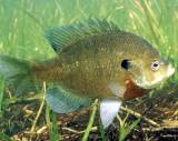 bluegill fish are found throughout the state of Florida