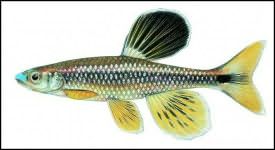 bluenose shiner fish of special interest in Florida