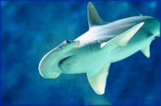 bonehead shark found off the coast of Florida