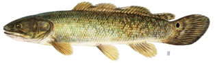 The bowfin is the only living representative of an ancient family of fishes.