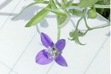 brooksville bellflower, one of the rarest flowers in the world