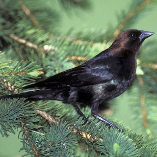 brown headed Black Bird