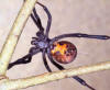 brown widow spider in Florida