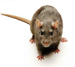 The brown rat is found worldwide, with the exception of the polar regions