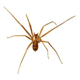venomous brown recluse spider