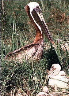 Florida's brown pelican with baby pelican