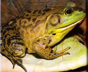 Florida Bullfrog