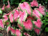 toxic caladium plant found in Florida landscapes and gardens