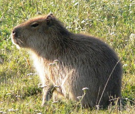 Strange sheep-sized rodents with webbed feet are showing up in Florida’s rivers and canals! These weird looking animals are capybara – a 100-lb guinea-pig-like creature.