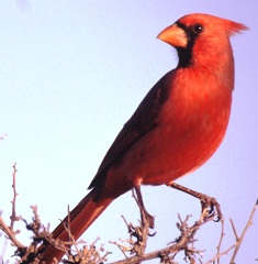 beautiful male northern cardinal in Florida