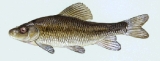 The grass carp is actually one of the largest members of the minnow family.