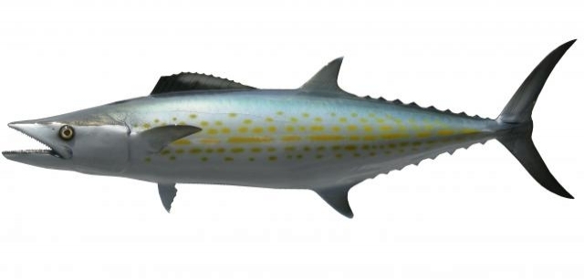 The cero mackerel, a common marine fish around Florida