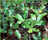 chapmans oak found native in Florida