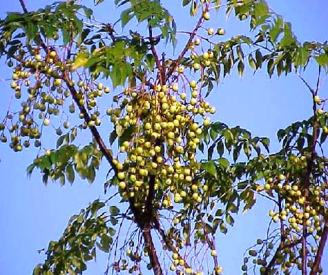 close up view of toxic chinaberry berries in Florida