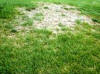 chinch bug damage to lawn in Florida