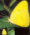 cloudless sulphur butterfly