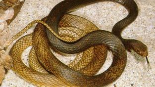 eastern coachwhip snake