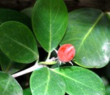 Coco pum bush, a floridian native plant with a small berry sprouting