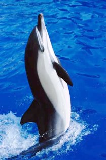 Common dolphins are colorful, with a complex crisscross or hourglass color pattern on the side