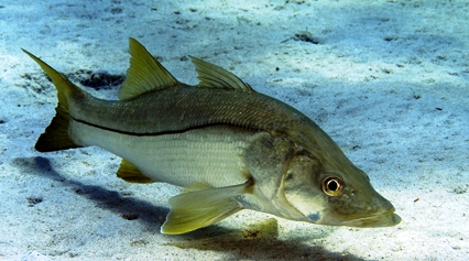 common snook found off the coast of Florida