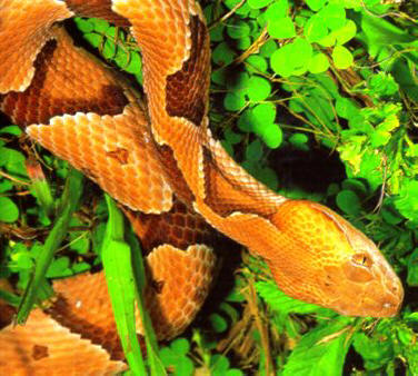 Southern copperhead snake found in northern Florida and the panhandle