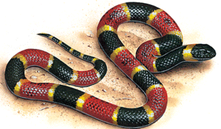 Eastern Coral snake, a venomous snake found in Florida