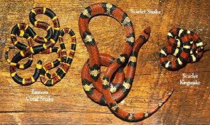 Coral snake, scarlet snake and scarlet kingsnake comparision photo