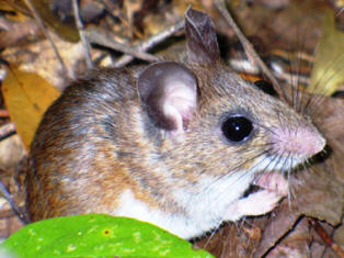 Cotton and White-footed mice are very similar. The size of the cotton mouse is medium to large with a total length of 170-188 mm and a weight of 25-39 grams. 