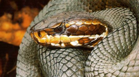 Florida cottonmouth or water moccasin snake