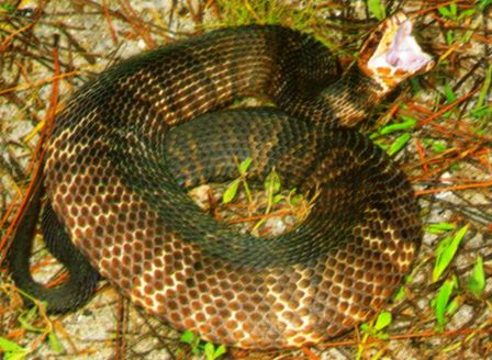 Florida Cottonmouth or water moccasin showing his white "cotton mouth"