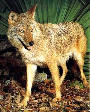 adult coyote spotted in Florida