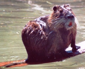 Coypu, or Nutria as they are sometimes called, are covered with a soft, dense, slate-colored coat with long bristles. 