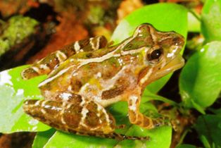 Florida Cricket Frog