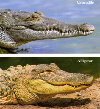comparasion chart of the american crocodile and the alligator