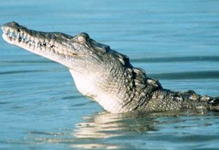 American crocodile, an endangered animal in the state of Florida