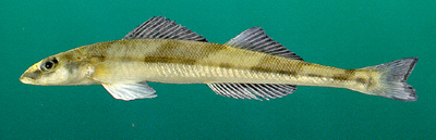 Cystal darter fish, a threatened fish in the sate of Florida