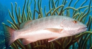 cubera snapper found off the coast of Florida