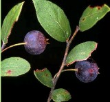 deerberry bush shown with fruit, also called southern gooseberry or buckberry