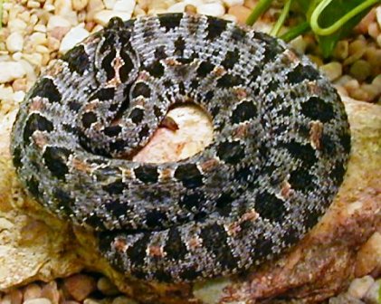 Dusky Pygmy rattlesanke found in all areas of Florida