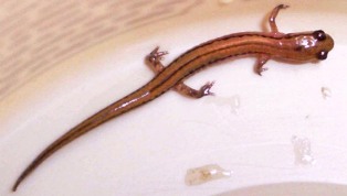 dwarf salamander